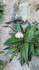 Paphiopedilum godefroyae