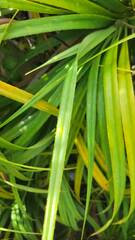 Pandanus amaryllifolius