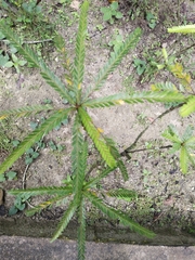 Phyllanthus watsonii