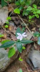 Pseuderanthemum