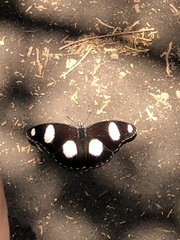 Hypolimnas misippus