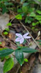 Pseuderanthemum