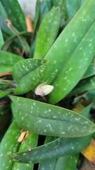 Paphiopedilum godefroyae