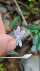 Pseuderanthemum