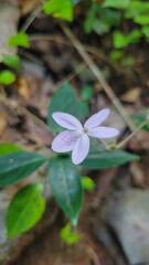 Pseuderanthemum