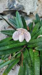 Paphiopedilum godefroyae