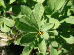 Coccinella monticola