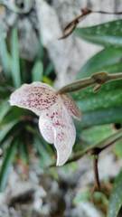 Paphiopedilum godefroyae