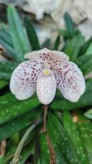 Paphiopedilum godefroyae