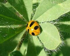 Coccinella monticola