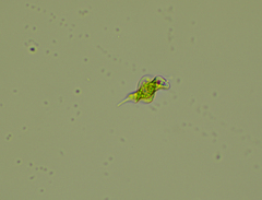 Phacus smulkowskianus