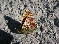 Boloria chariclea