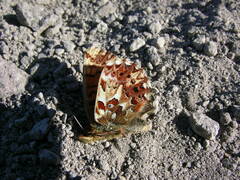 Boloria chariclea