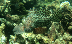 Epinephelus quoyanus