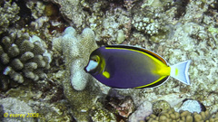 Acanthurus japonicus