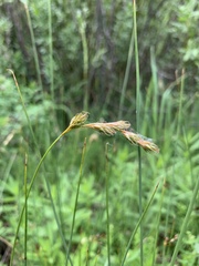 Carex praticola