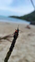 Dysdercus decussatus