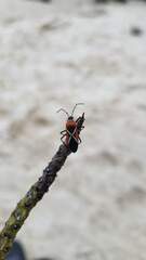 Dysdercus decussatus