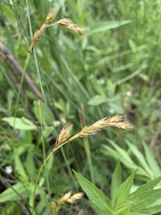Carex praticola