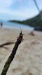 Dysdercus decussatus