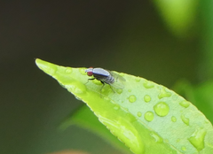 Homoneura discoglauca