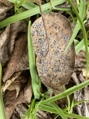 Tetraleurodes perileuca