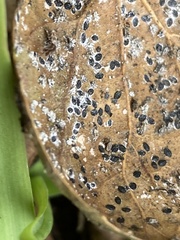 Tetraleurodes perileuca