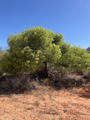Brachychiton gregorii