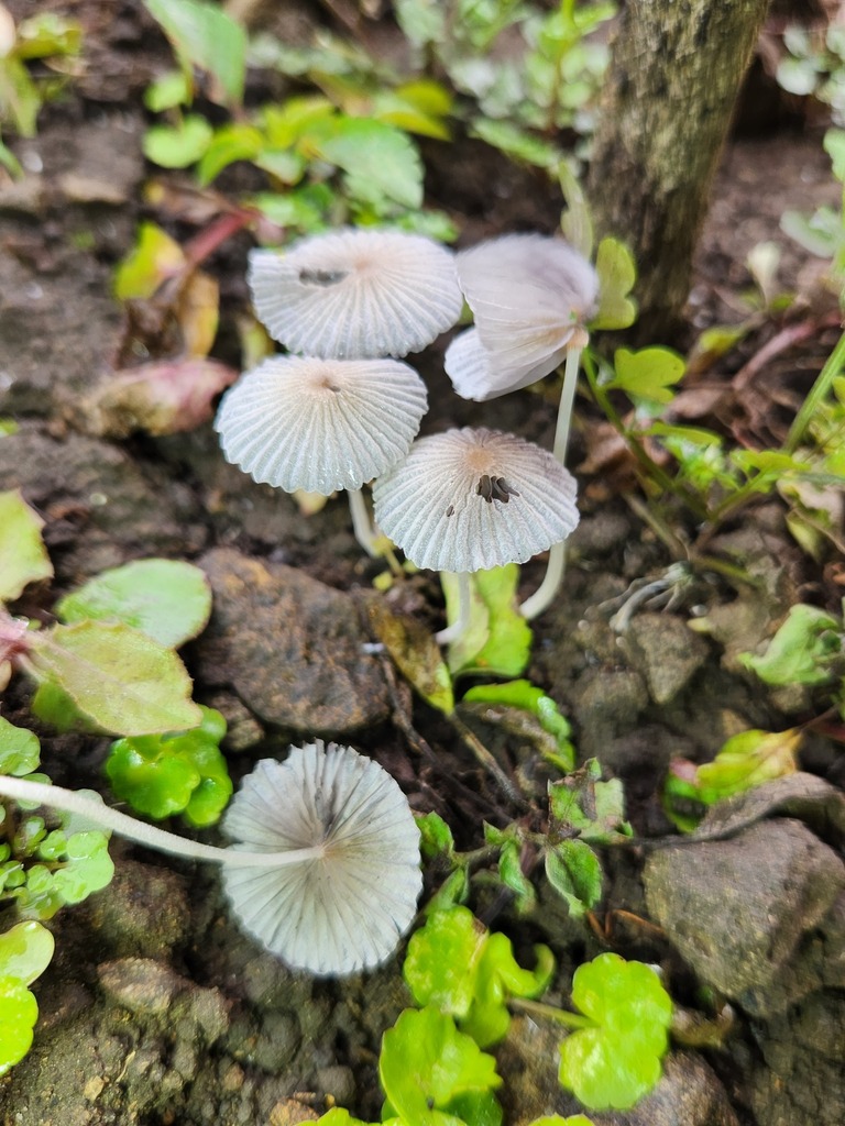Ephemerocybe