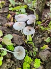 Setulosi