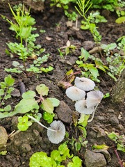 Setulosi