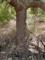 Brachychiton gregorii