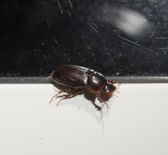 Acrossidius tasmaniae