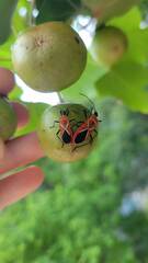 Dysdercus decussatus