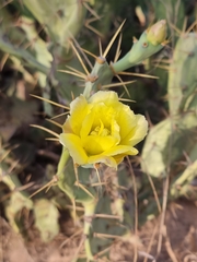 Opuntia stricta