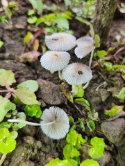 Setulosi
