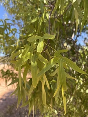 Brachychiton gregorii