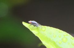 Homoneura discoglauca