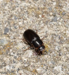 Acrossidius tasmaniae