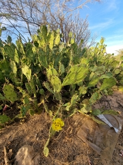 Opuntia stricta