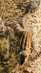 Tamiops maritimus formosanus