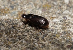 Acrossidius tasmaniae