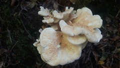 Bondarzewia kirkii