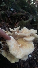 Bondarzewia kirkii