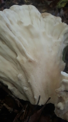 Bondarzewia kirkii