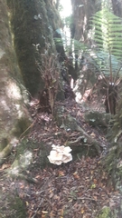 Bondarzewia kirkii