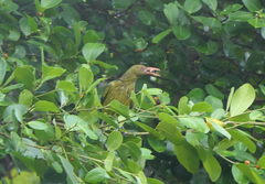 Oriolus flavocinctus