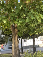 Hernandia nymphaeifolia