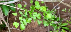 Clematis pauciflora