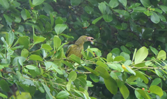 Oriolus flavocinctus